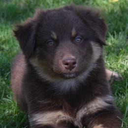 CLANCY - Red male Australian Shepherd puppy in Nowata, Oklahoma from 4Feathers