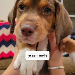 Beagle Puppies from I Wanna Hunt Too