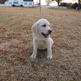 Boy 2 - Yellow male Labrador Retriever puppy in Archer Lodge, North Carolina from Archer Lodge Labradors