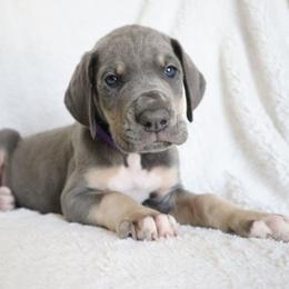 Lulu - Blue female Great Dane puppy in Edinburg, Texas from Chestnut Great Danes