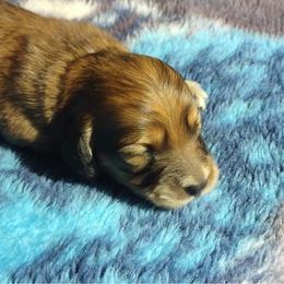 Dachshund Puppies from Meadow Ridge Dachshunds