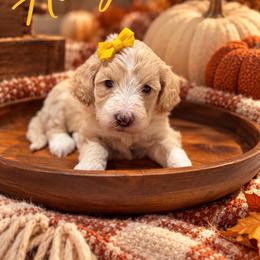 Honey - Cream female Goldendoodle puppy in Oklahoma from Faithful Hill Doodles