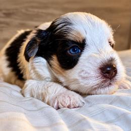 Ollie - Liver male Miniature Schnauzer puppy in La Mirada, California from SchnauzersRus