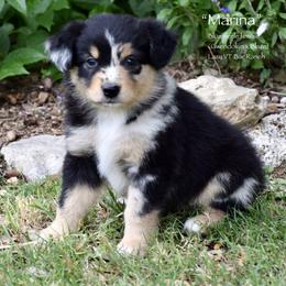 Marina - Blue merle female Miniature Australian Shepherd puppy in Evant, Texas from Lazy VT Bar Ranch
