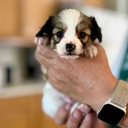 Nitro - Red white and sable male Papillon puppy in Surprise, Arizona from Papillons in Arizona
