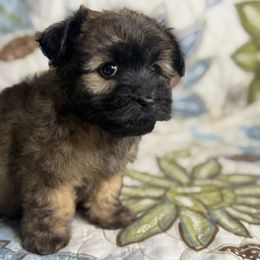 Boy1 021825 CC - Black & tan Maltipoo puppy in Bakersfield, California from Silvia's Maltipoos