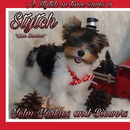 Stytch - Black tan and white Biewer Terrier puppy in Yelm, Washington from Yelm Biewers