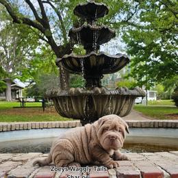 Raj - Lilac dilute male Chinese Shar-Pei puppy in Minden, Louisiana from Zoey's Waggly Tails