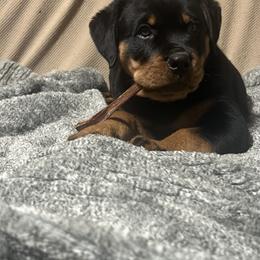 Rottweiler Puppies from CG Rottweilers