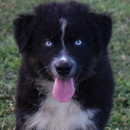 LINK - Black tri-color male Australian Shepherd puppy in Nowata, Oklahoma from 4Feathers