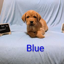 Light Blue - Yellow male Labrador Retriever puppy in Parma, Idaho from Campbell Valley Labradors
