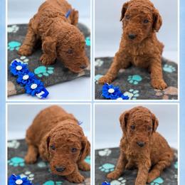 Cypress - Red  male Poodle puppy in Mount Vernon, Illinois from AMC Poodles