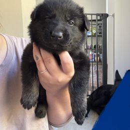 Topaz - Bi-color male German Shepherd puppy in Salem, Virginia from Vom Kylohaus German Shepherds