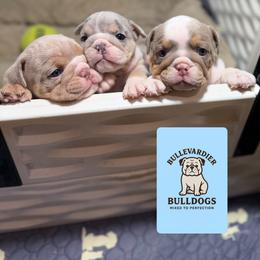 Bulldog puppies from Bullevardier Bulldogs