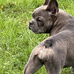 Roma - Blue female French Bulldog puppy in Stratford, New Jersey from Double Barrel Bullies