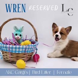 Wren - Red female Pembroke Welsh Corgi puppy in Pine Village, Indiana from NL Horsemanship
