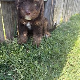 Australian Mountain Doodle, Bernedoodle, and Goldendoodle Puppies from Wynterwood Doodles