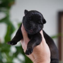 Quinn - Sable female German Shepherd puppy in Coarsegold, California from Yosemite Shepherds