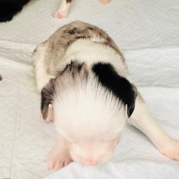 PARIS - Blue merle female Miniature Australian Shepherd puppy in California from Elsa’s lil Wiggle Butts