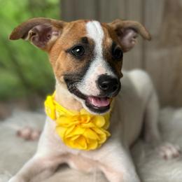 Rat Terriers from Henry Farms Rat Terriers