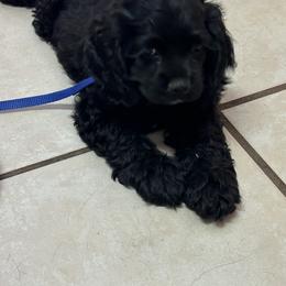 Cocker Spaniel Puppies from J&E spaniels