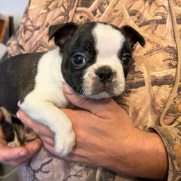 Oliver - Black brindle and white male Boston Terrier puppy in Charleroi, Pennsylvania from KC’s Boxers