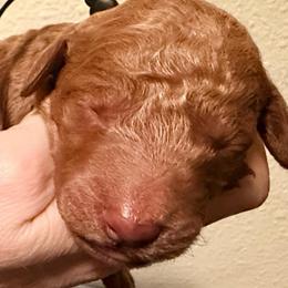 Onyx - Black collar - Apricot male Goldendoodle puppy in Puyallup, Washington from Dawnie’s Doodles