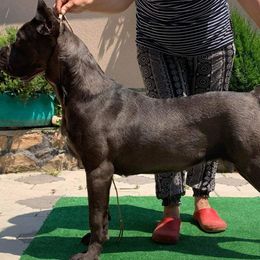 Ursa - Cane Corso