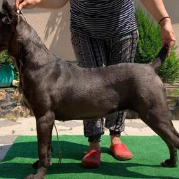 Ursa - Cane Corso