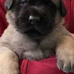 Mastiffs from Tundra Mastiffs