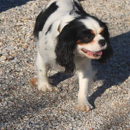 Guinny - Cavalier King Charles Spaniel