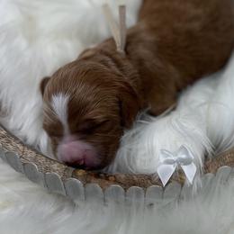 White Male - Apricot male Goldendoodle puppy in Great Falls, Montana from Montana Goldendoodles
