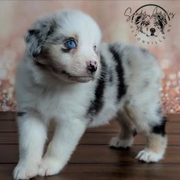 Promise - Blue merle female Australian Shepherd puppy in Fultonville, New York from Sandy Aussies & Pomeranians