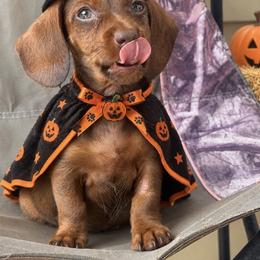 Dachshund and French Bulldog Puppies from Gils Funny Farm