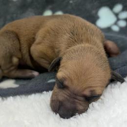 Lyndie - Sable female Italian Greyhound puppy in West Plains, Missouri from Sycamore Ridge Puppies