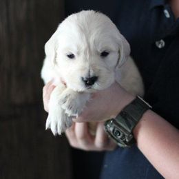 Golden Retrievers from Shawnee Goldens