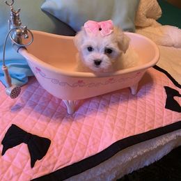 Maltese Puppies from Franny's Maltese Puppies
