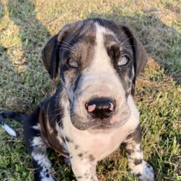 Great Dane Puppies from Virginia Great Danes