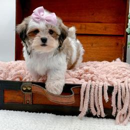 Girl 3 - female Shihpoo puppy in North Carolina from NC Doodle Puppies