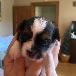 Little Boy Yellow - Parti male Yorkshire Terrier puppy in Racine, Wisconsin from Sweet Fur Babies