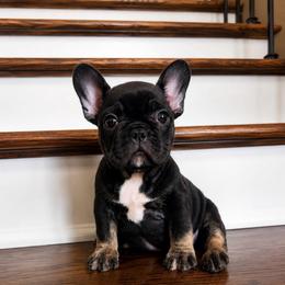 Edward scissorhands - Tricolors male French Bulldog puppy in New Waverly, Texas from C.P. Puppy Buddies
