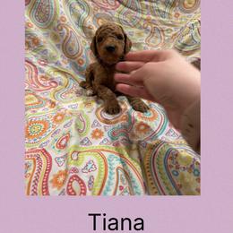 AKC  Standard poodle Tiana - Red  female Poodle puppy in Harrisburg, Arkansas from Ransone’s Ridge Runners Poodles and Doodles