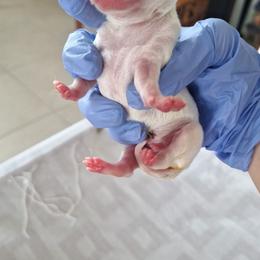 Boy 2 - Cream and white male Chihuahua puppy in Haines City, Florida from Kassafina Kennel
