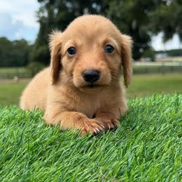 Cream Female 1 - 4500 - Cream female Dachshund puppy in Apopka, Florida from The HotDog Stand