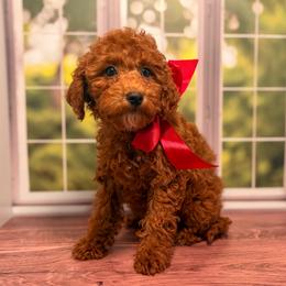Puff (Red Collar Female) - Red  female Goldendoodle puppy in Santa Clara, Utah from Desert Dawn Doodles