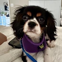 Cavalier King Charles Spaniel Puppies from Junebug Cavaliers