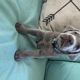 Dilute Retriever Puppies from Virdin’s Silver Labs