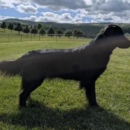 Flat-Coated Retrievers and Golden Retrievers from Maywood Retrievers