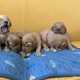 Boy 2 - Dark golden male Golden Retriever puppy in Marshfield, Missouri from Hilltop Kennel LLC