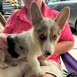 Hank - Blue merle and white male American Corgi puppy in Crosby, Texas from TriplecminiaussiesAndCorgis